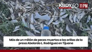 Más de un millón de peces muertos a las orillas de la presa en Tijuana | KSDY NOTICIAS 11PM