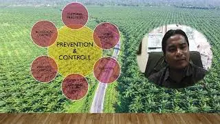 CROP DISEASES   BASAL STEM ROT