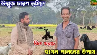 চারণ ভূমিতে বিনা খরচে দেশি ব্লাক