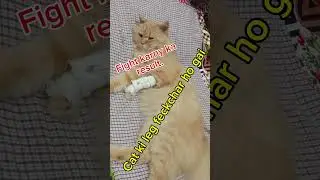 Cat leg problem | Russian cat 😺 fight | Fight results of cat fight