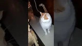 String and Cats. Play with Caution ⚠️ #funny #cat