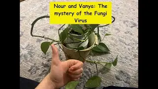 Identification of a Real FunGuy (virus), a Novel Mitovirus Infecting the Dollar Spot Fungus