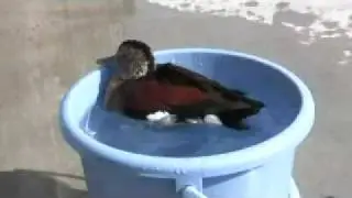 クビワコガモ　バケツで水浴び