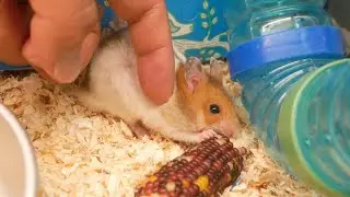 【プーハム初心者R指定】懐かない新入りチョウちゃんに教育的指導