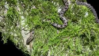 Southern Bromeliad Boa (Ungaliophis panamensis)
