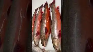 Saibling Fisch pisztr&aacute;ng a legszebb halak!