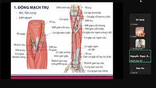 Ôn thi SĐH Y Hà Nội 2025 - Giải Phẫu (Buổi 3) - Mạch Máu + Thần Kinh Chi  Trên ( TS. Minh Ngọc)