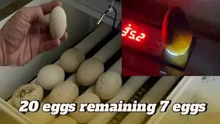 H'mong black chicken breeding project: egg inspection on the 18th incubation day 🥚