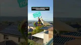 Cockatoo And Lorikeets Fight Over Food 😂🦜