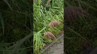 #shorts☘️Inwazyjna trzcina pospolita (Phragmites australis)🌱