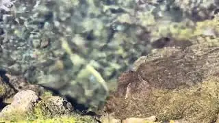 Freshwater springs enter the Pacific Ocean at Reeds Bay Beach Park in Hilo, Hawaii, USA