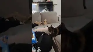 Lizard Leaps at Cat on Couch || ViralHog