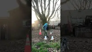 Niffler Learns Wolf Scat: Day 1