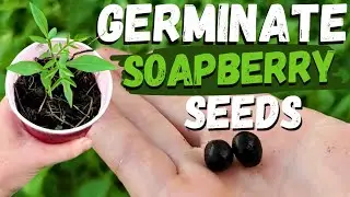 Growing Florida Soapberry (Soapnut) Trees From Seed | Sapindus marginatus 🌱