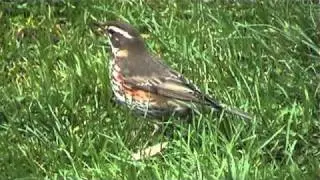 Redwing