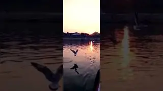 Sunrise 🌅| Morning scene #shorts #youtubeshorts #shortvideo #nature #trending #viral #status #river