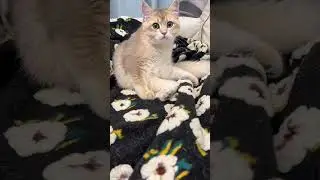 Funny reactions of cat grooming🤣