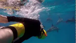 videoblocks a freediver girl swims with free dolphins in sea