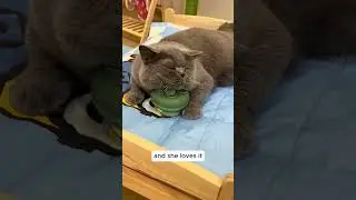Is This the Ultimate Cat Massage Machine?
