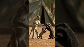 Monkey vs Badger Who Wins This Wild Battle?