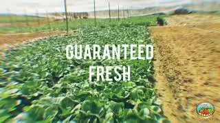 Gold Harvest JB. Farm Fresh Vegetables Delivered to Your Home.