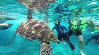 Snorkeling in Similan Islands