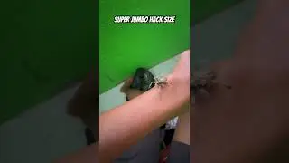 Super Jumbo Hack Size #gagamba #spider #gagambafight #skyplongtv