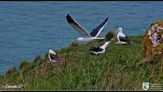 Royal Albatross ~ Morning Chick Chat At the Junction! Getting Ready For Fledging! 💕 9.20.22