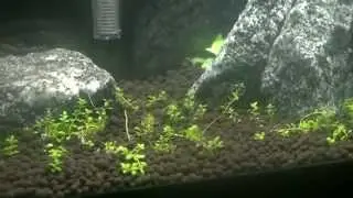 Killifish Fry, New tank, Blue Diamond shrimp