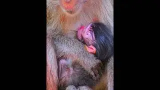 So adorable baby monkey with mom's care #monkeysr #babymonkeys #animallife #animals #babymonkey