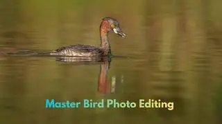 Master bird photo editing:A Step-by-Step Guide
