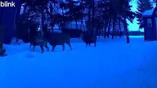 Cabin Back 2026 01 17 Mule Deer Family of Three 17 25 31