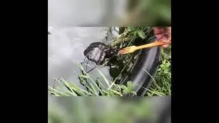 Person  Feeding A Turtle #shorts
