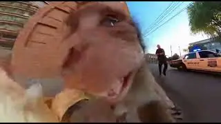 a monkey running from cops because he stole banana in a store