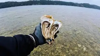 FRESH OYSTERS Right Off the Beach! POV Eating My Catches 🦪