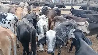 Feira do Gado de Quixadá - Veja preço - PARTE 2 - 02/08/23#feira #gado #animais #preço