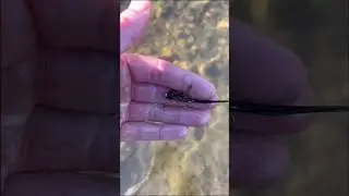This is The Best Fly Ever Made #flyfishing #catchandrelease #flytying