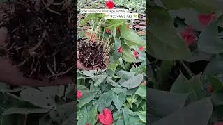 Rare imported anthurium plant online shopping #plants #anthurium #garden #gardening #flowers #leaf
