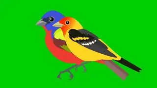 Bird singing green screen animation@Editor G