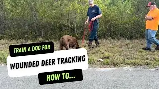 Learn How To Properly Train A Dog To Track Wounded Deer