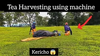 How Tea harvesting using machine works in Kericho. Kenya 🇰🇪