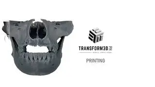Jaw Model Segmentation Process
