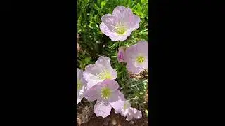 Spring wildflowers