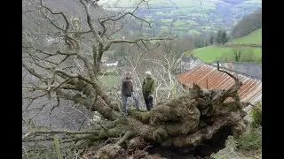 The Pontfadog Oak in the news April 2013