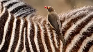 Nature's Perfect Partnership: Zebra and Oxpecker Bond