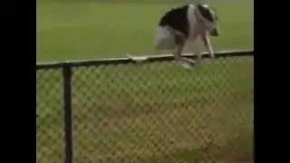 Dog jump fence with new super mario BGM