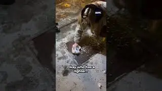 Toronto resident cleans Catherine O'Hara's star on Walk of Fame