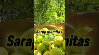 #Yummy golden delicious apples! 🌱🍏 #Shorts