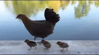 Hen Mating Sound - Happy song during valentine season