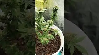 skunk hero auto
